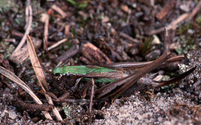 bog bush cricket