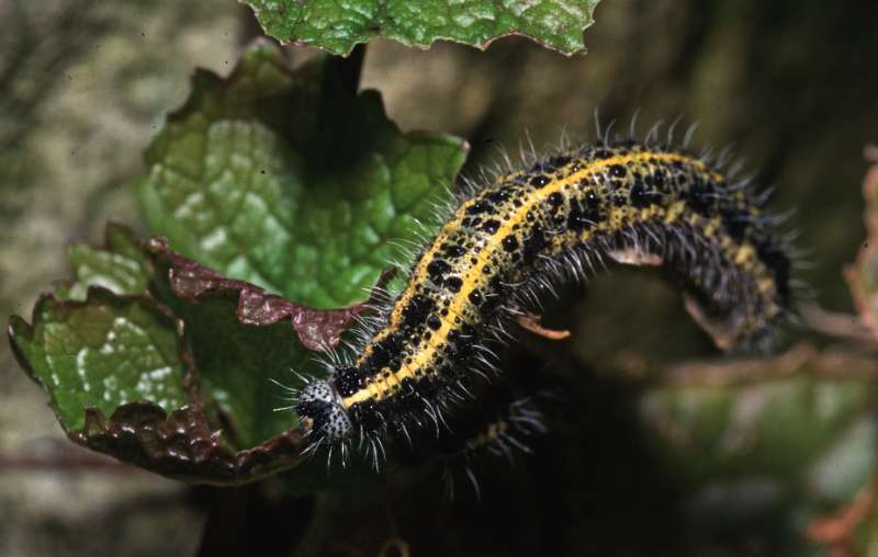 caterpillar