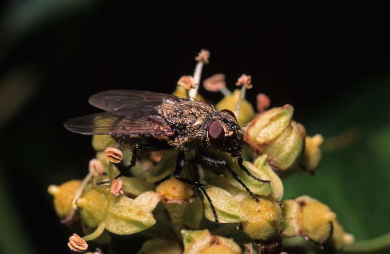 cluster fly