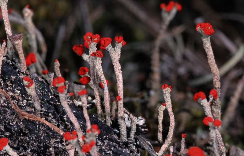 dartmoor matchsticks