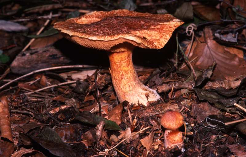 fungus