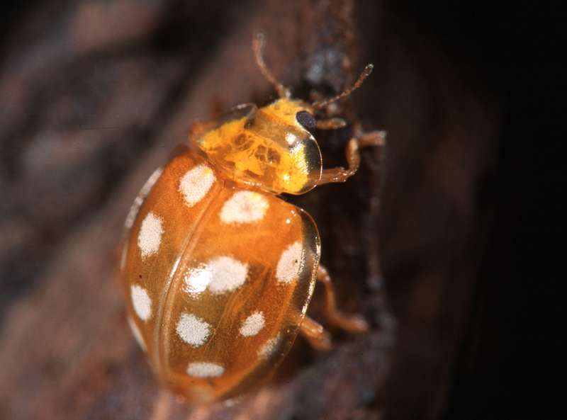 yellow ladybird 2