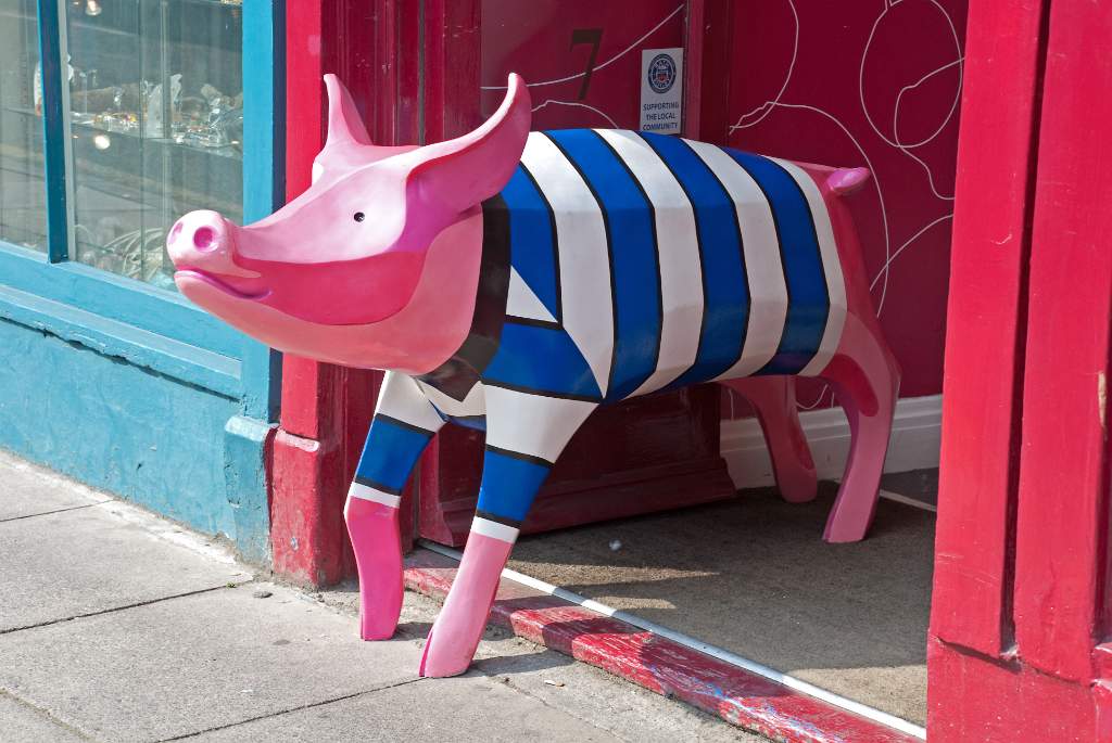 Bath Rugby Pig