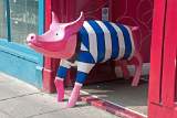 Bath Rugby Pig